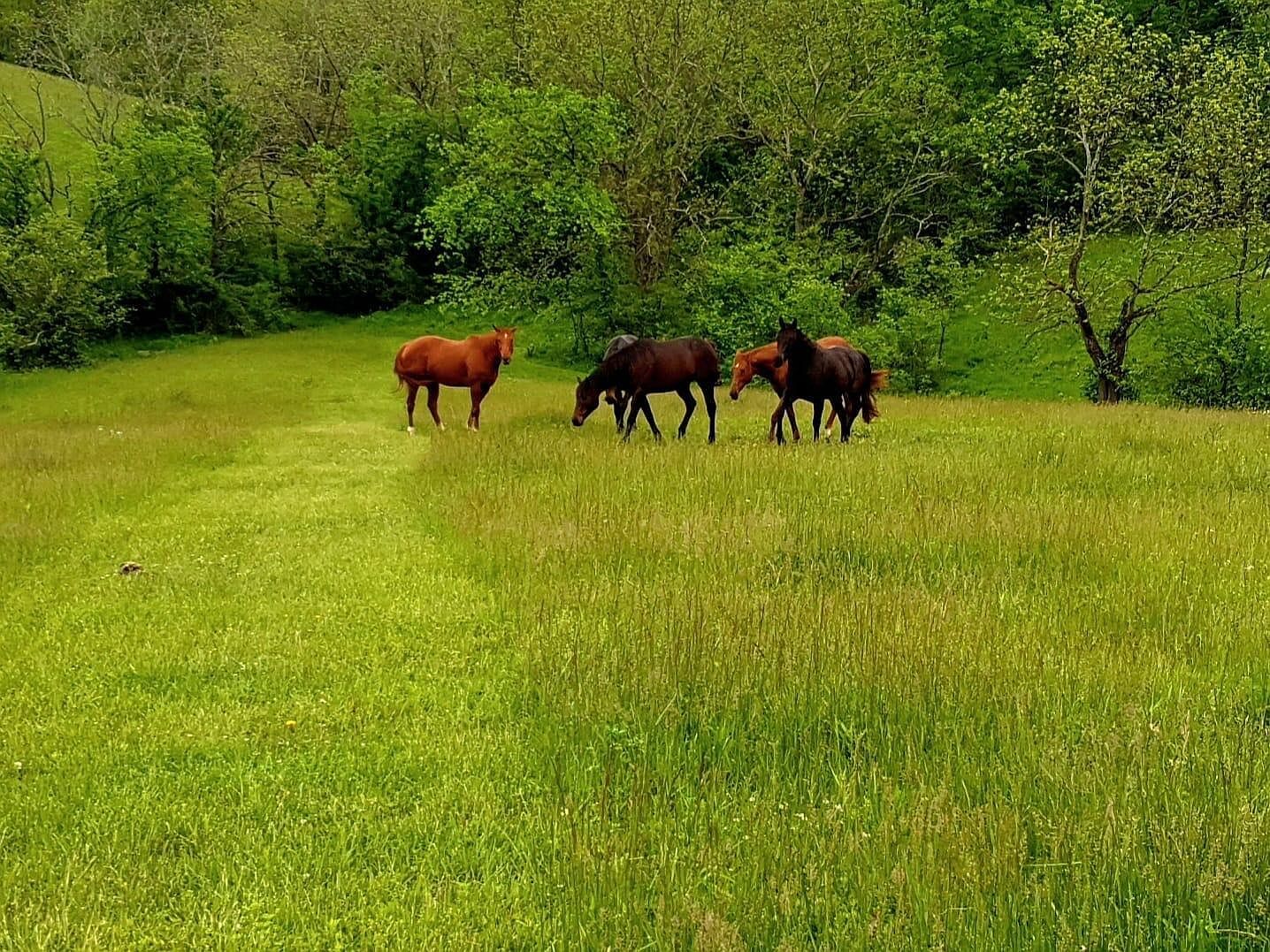 161 Central Pike Harrodsburg, KY 40330  | Land/Lot