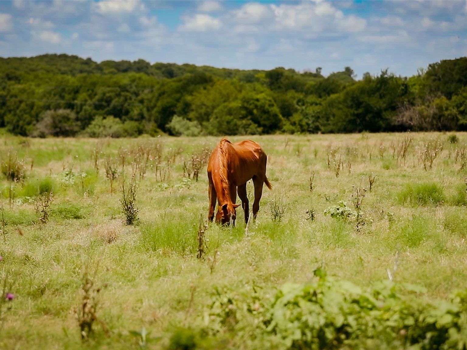 0 Fm 308 Milford, TX 76670  | Land/Lot
