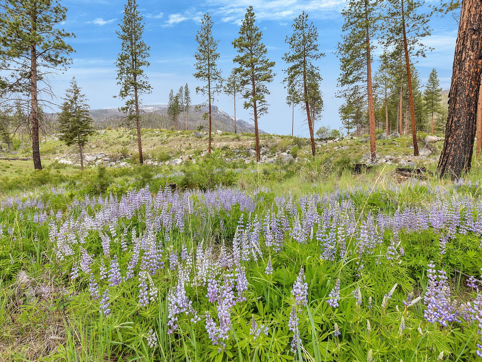 8 Roaring Lion Rd Hamilton, MT 59840 - Thumbnail 2