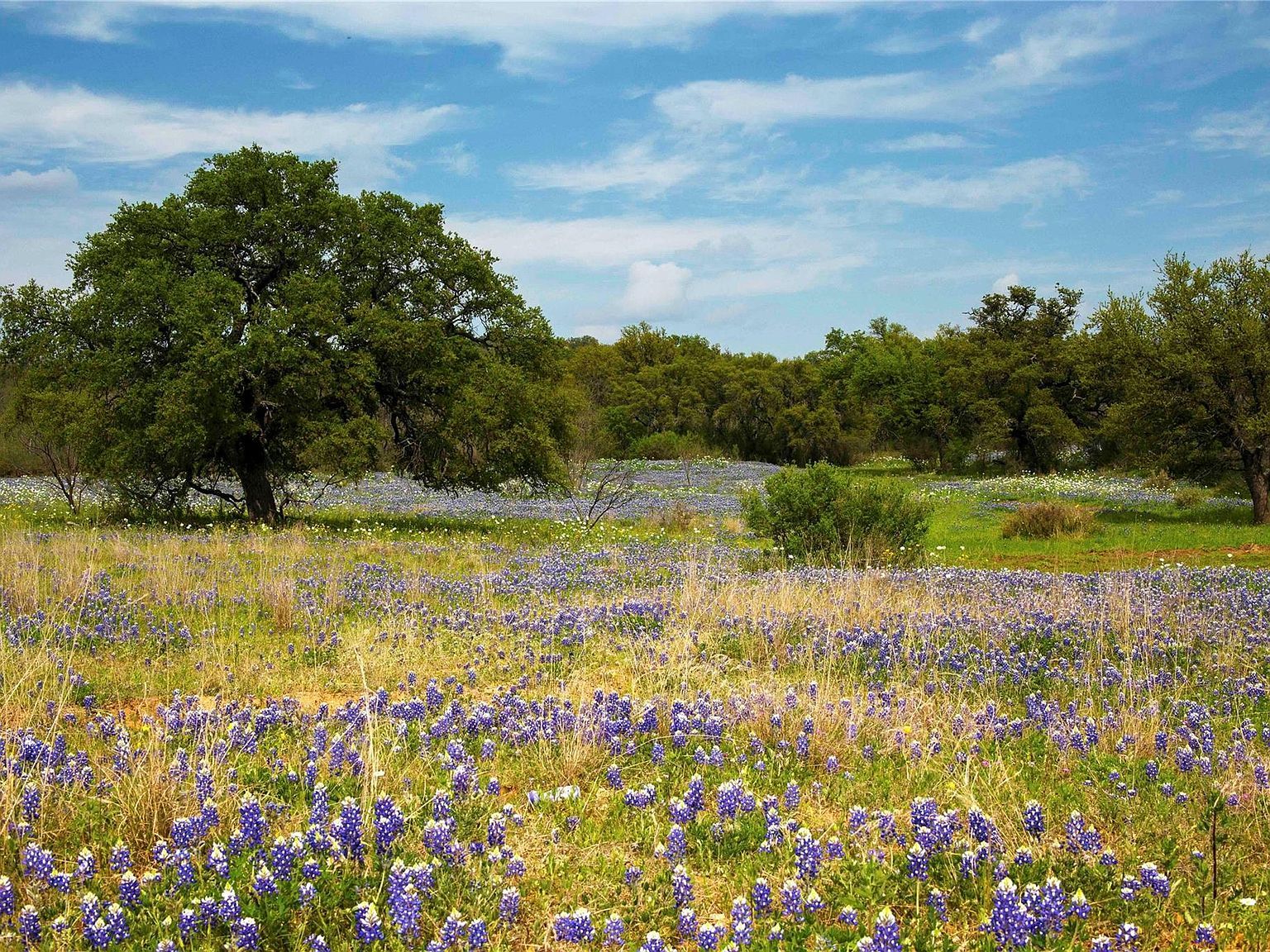 11 Maddalena Ln Dripping Springs, TX 78620, 78620