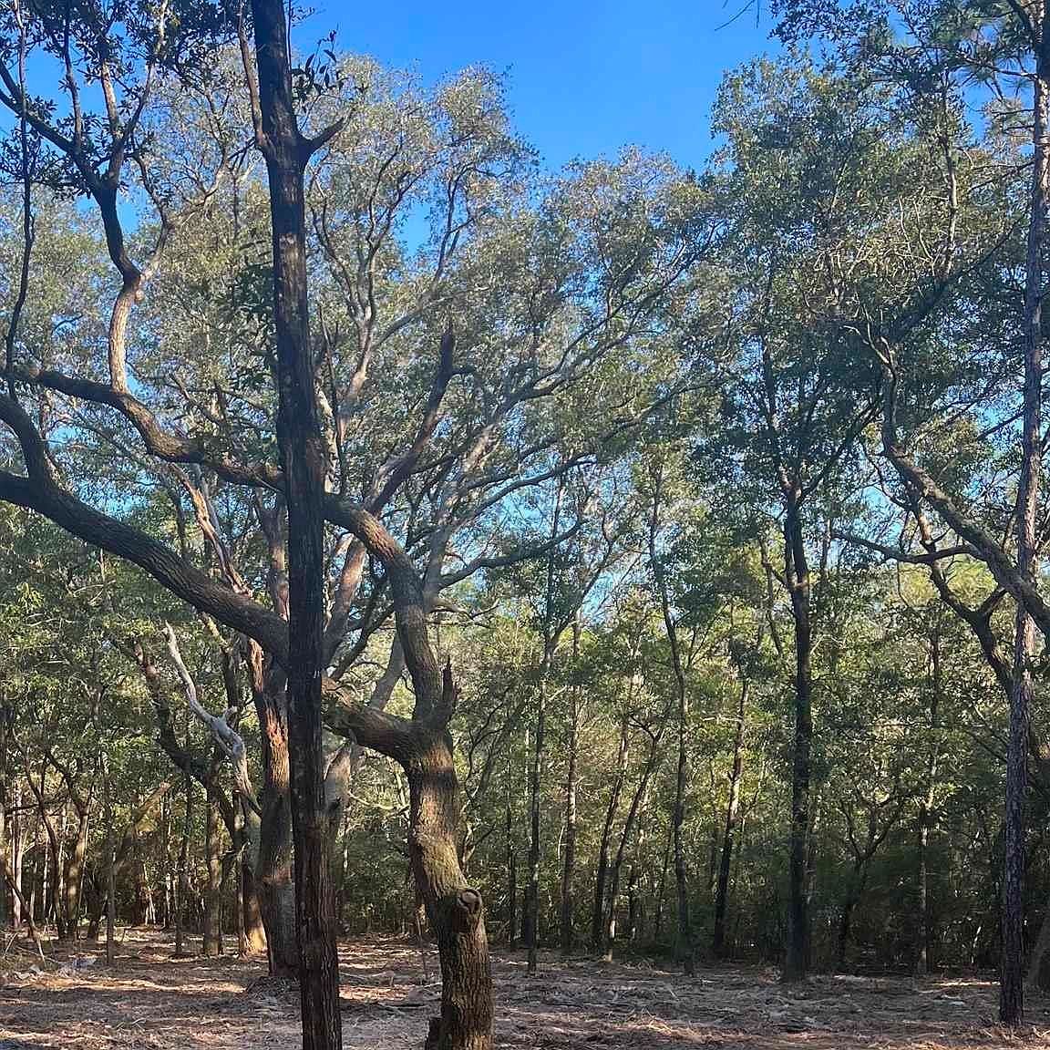 9499 Cornfield Way Milton, FL 32583 - Thumbnail 2