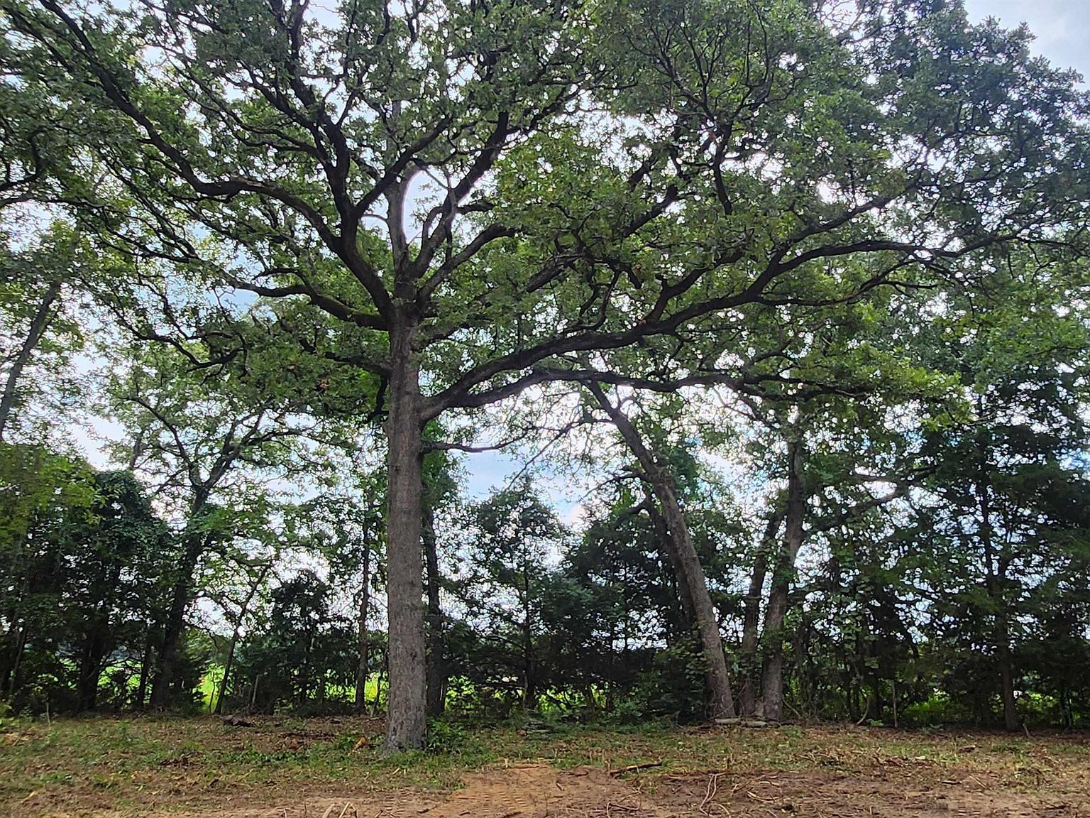 Lots 4 5 6 Holly Gln Murchison, TX 75778 - Thumbnail 2