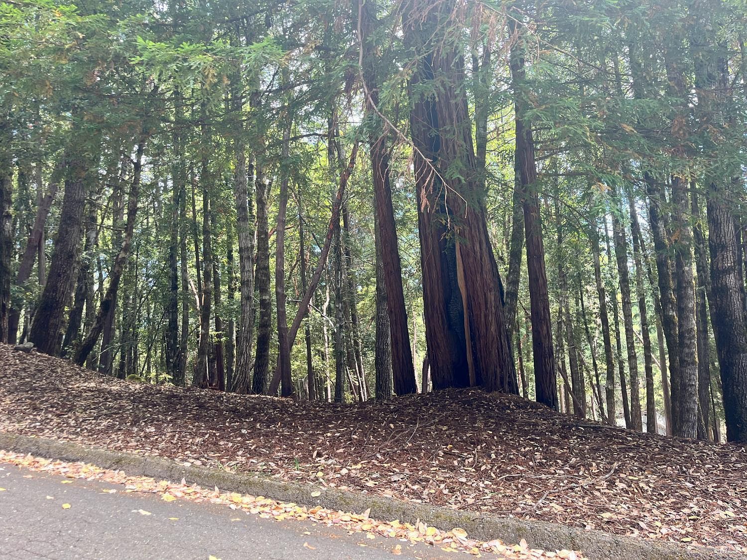 23649 Ridge Rd Willits, CA 95490 - Thumbnail 2