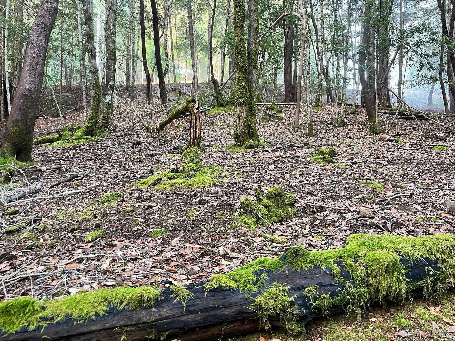 1451 Perch Way Willits, CA 95490 - Thumbnail 2