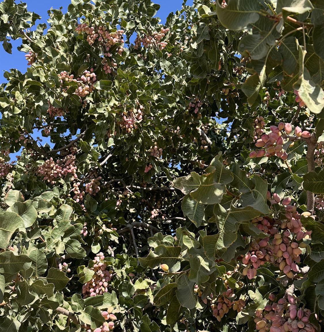 15502 10th Ave Hanford, CA 93230 - Thumbnail 2