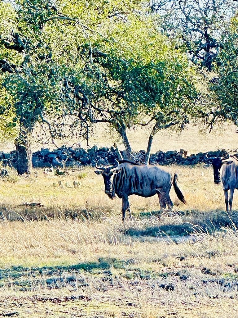 106 Oryx View Dr Harper, TX 78631 - Thumbnail 2
