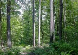 844 Crystal Rock Road, Lusby, MD, USA, 20657 | Land/Lot