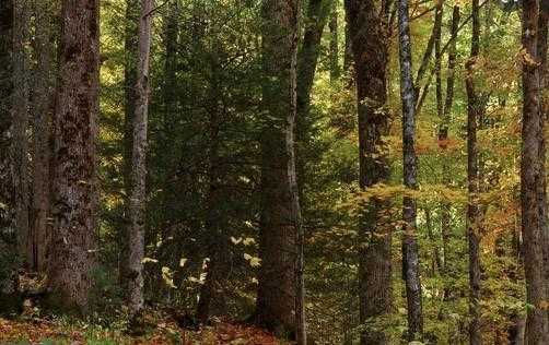 Miller Hill Road, La Plata, MD 20646, USA  | Land/Lot