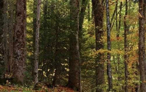 35300 Diplomat Dr, Mechanicsville, MD, USA  | Land/Lot