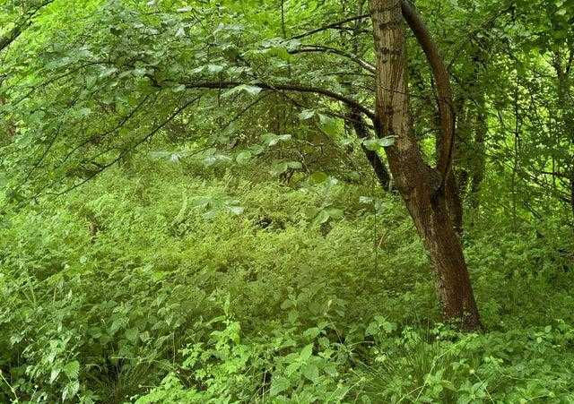 Overlook Drive, Saint Leonard, MD, USA, 20685  | Land/Lot