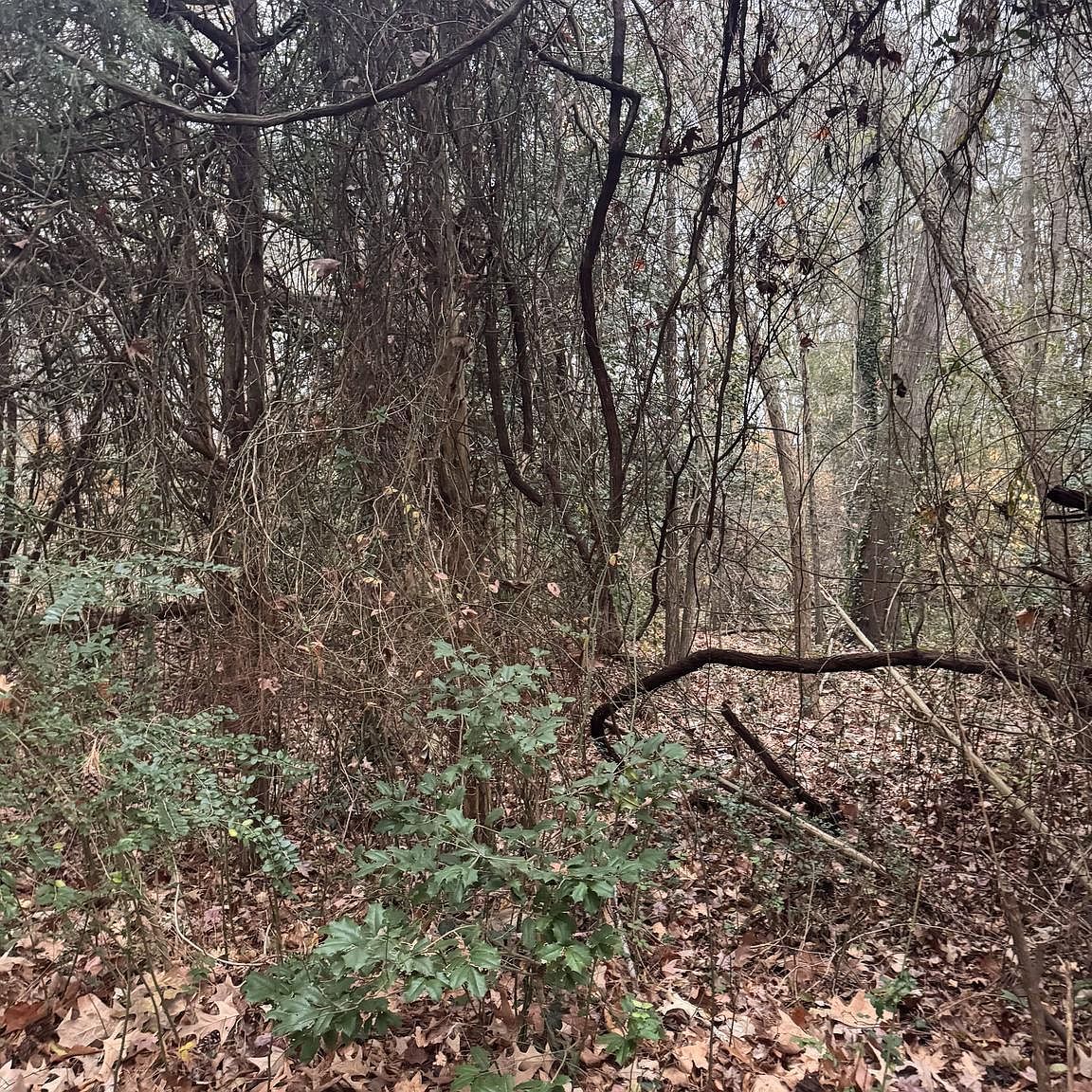 Mill Point Rd Chaptico, MD 20621 - Thumbnail 2