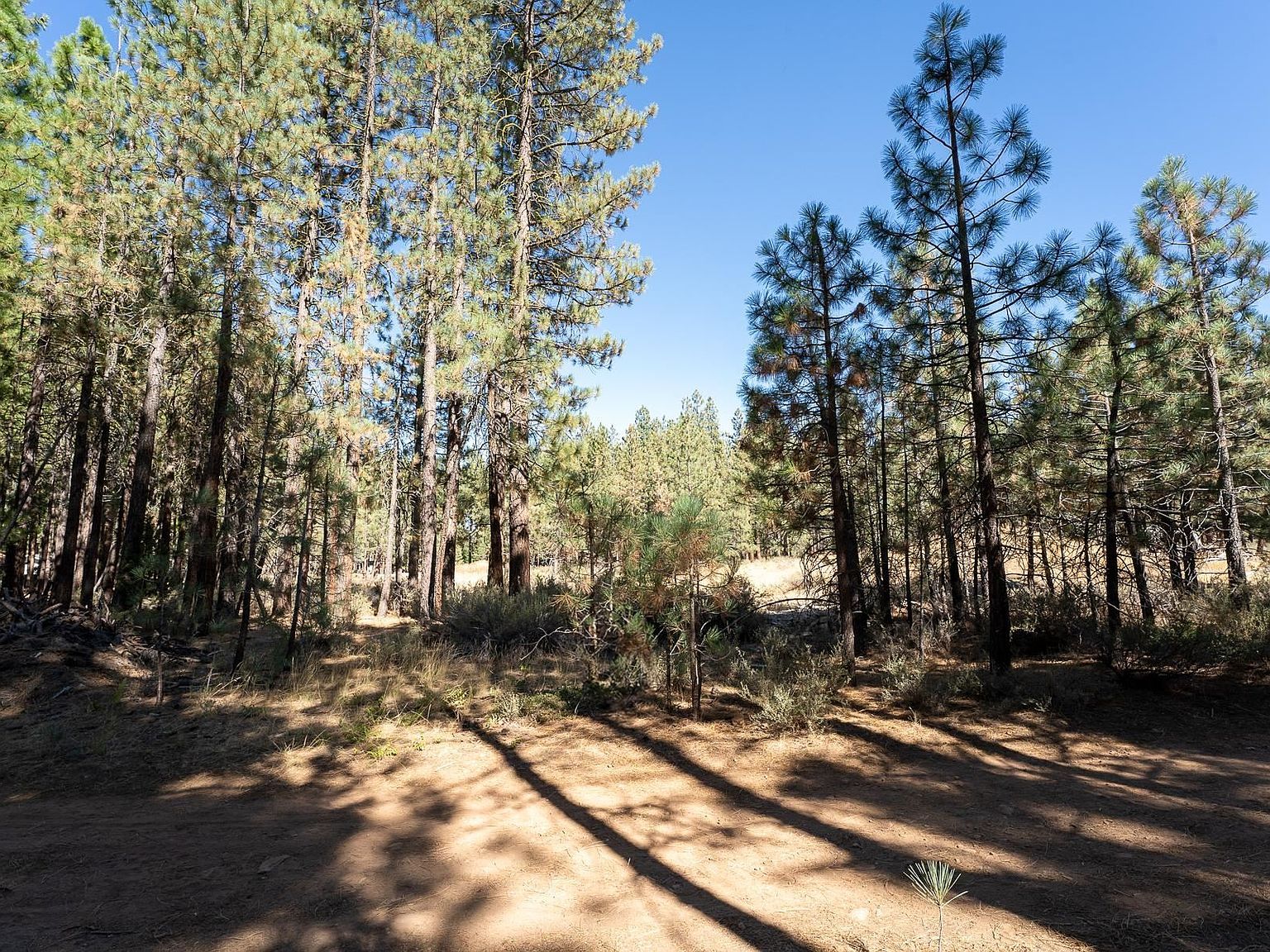 240 Bear Way Portola, CA 96122 - Thumbnail 2