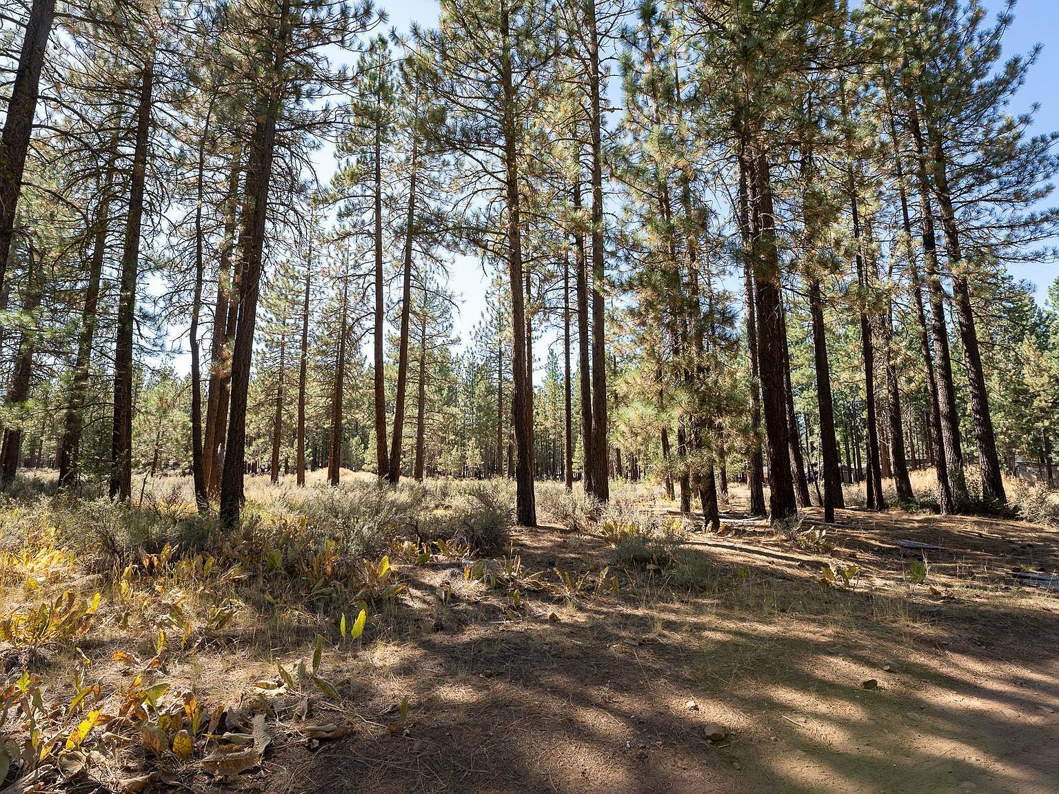 222 Bear Way Portola, CA 96122 - Thumbnail 2