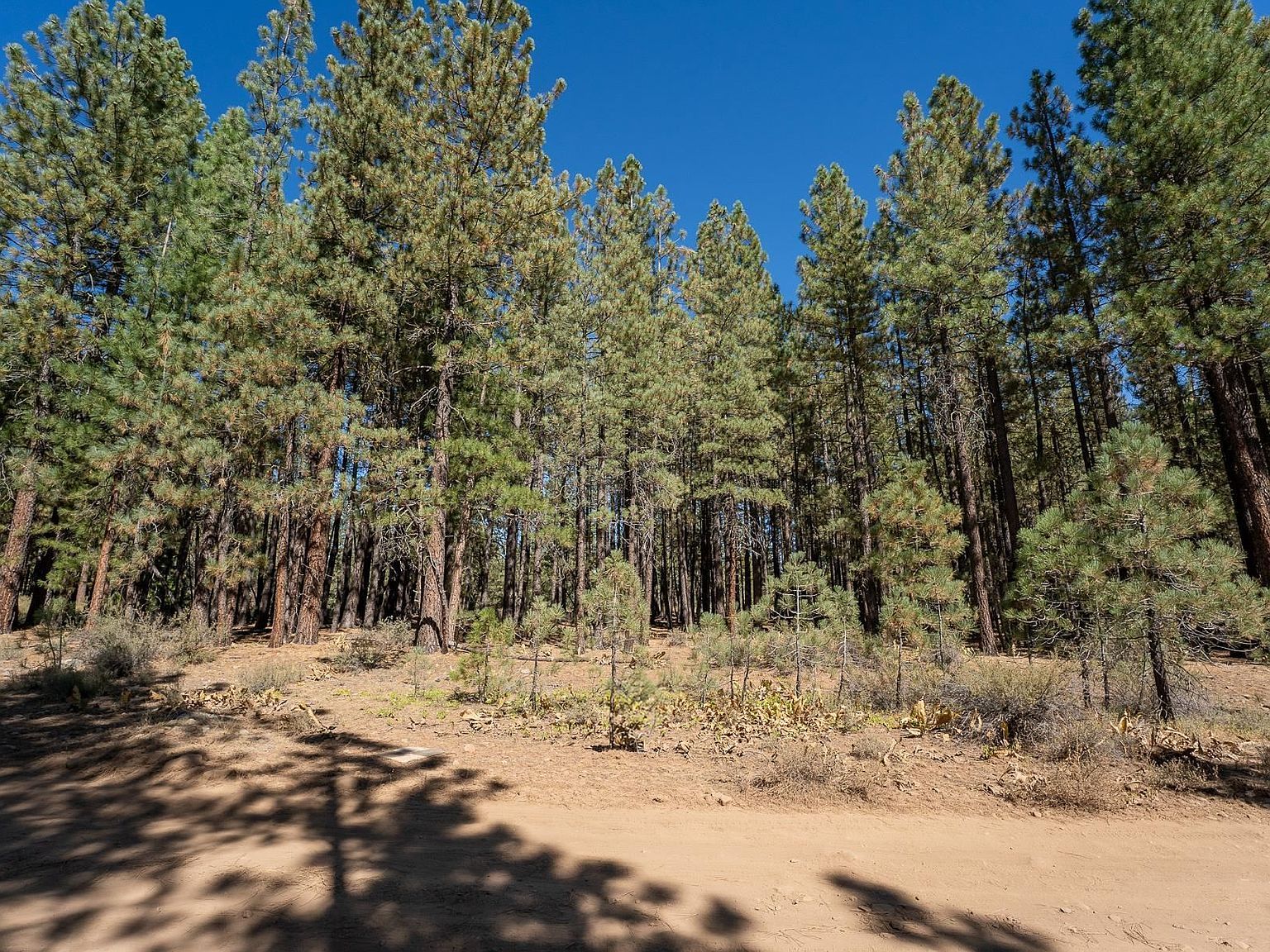 167 Bear Way Portola, CA 96122 - Thumbnail 2