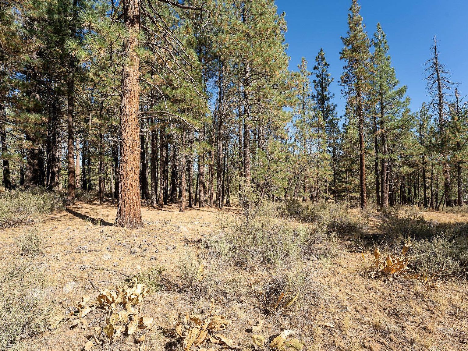 184 Bear Way Portola, CA 96122 - Thumbnail 2