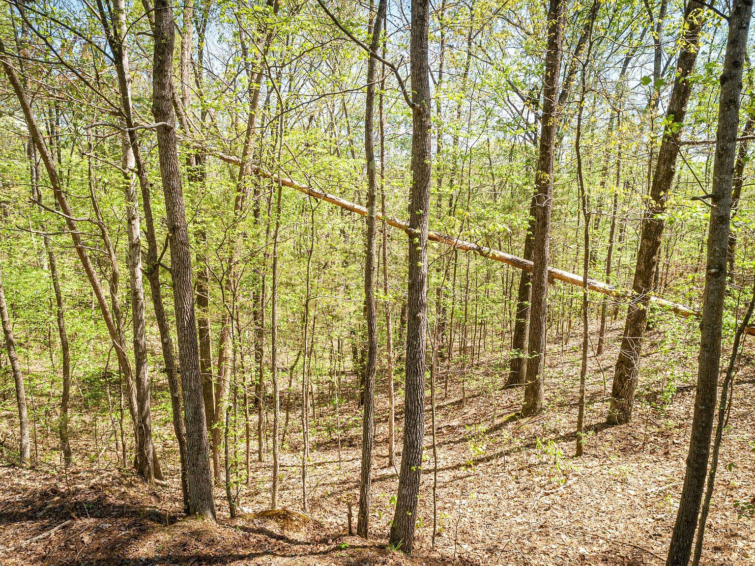 0 Fawn Ridge Rd Parsons, TN 38363 - Thumbnail 2