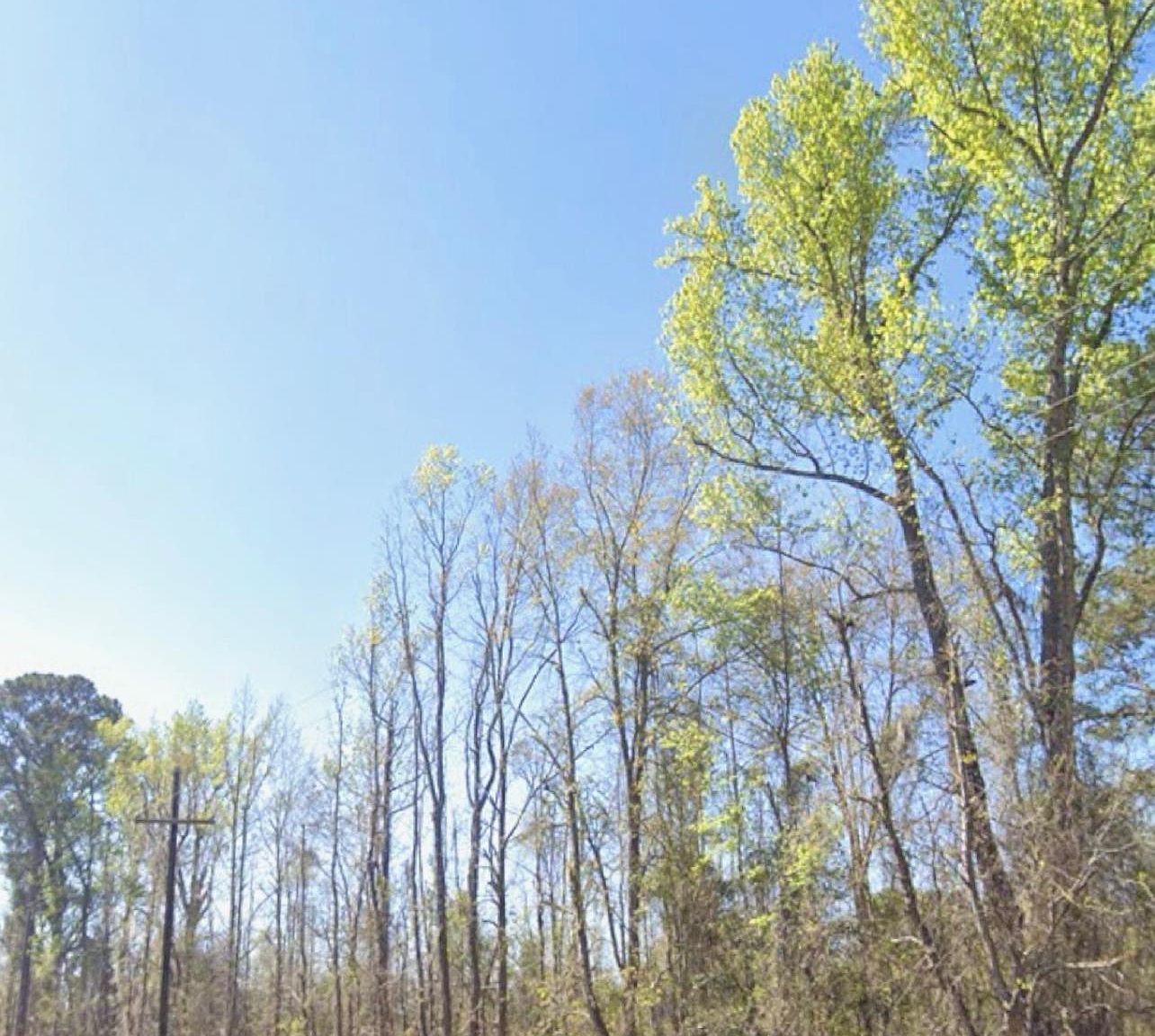 0 Broxton Bridge Rd Bamberg, SC 29003 - Thumbnail 2