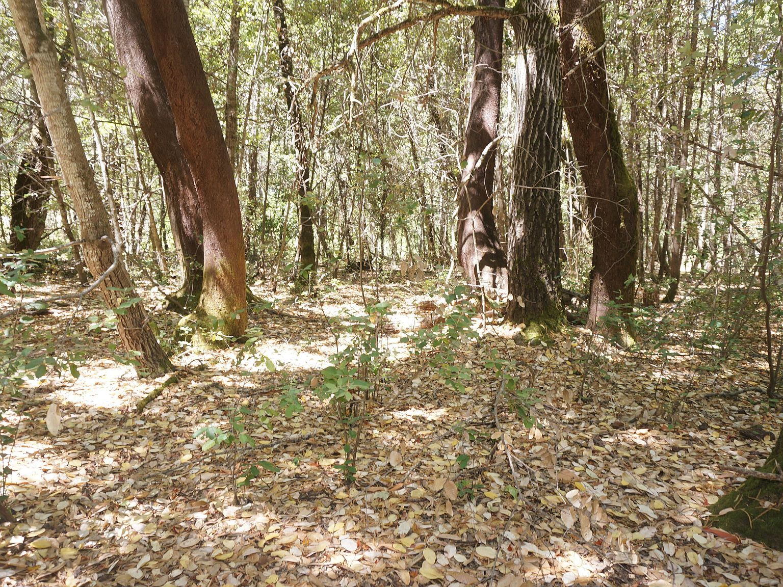 800 Suzy Q Rd Burnt Ranch, CA 95527 - Thumbnail 2