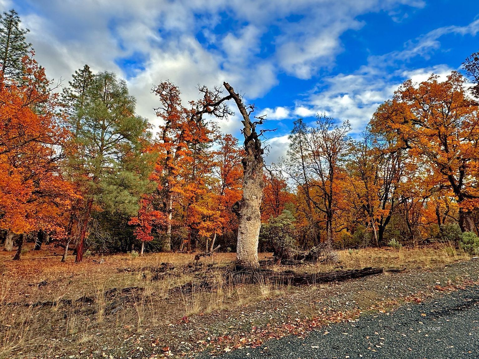 111 Oliva Dr Hayfork, CA 96041 - Thumbnail 2