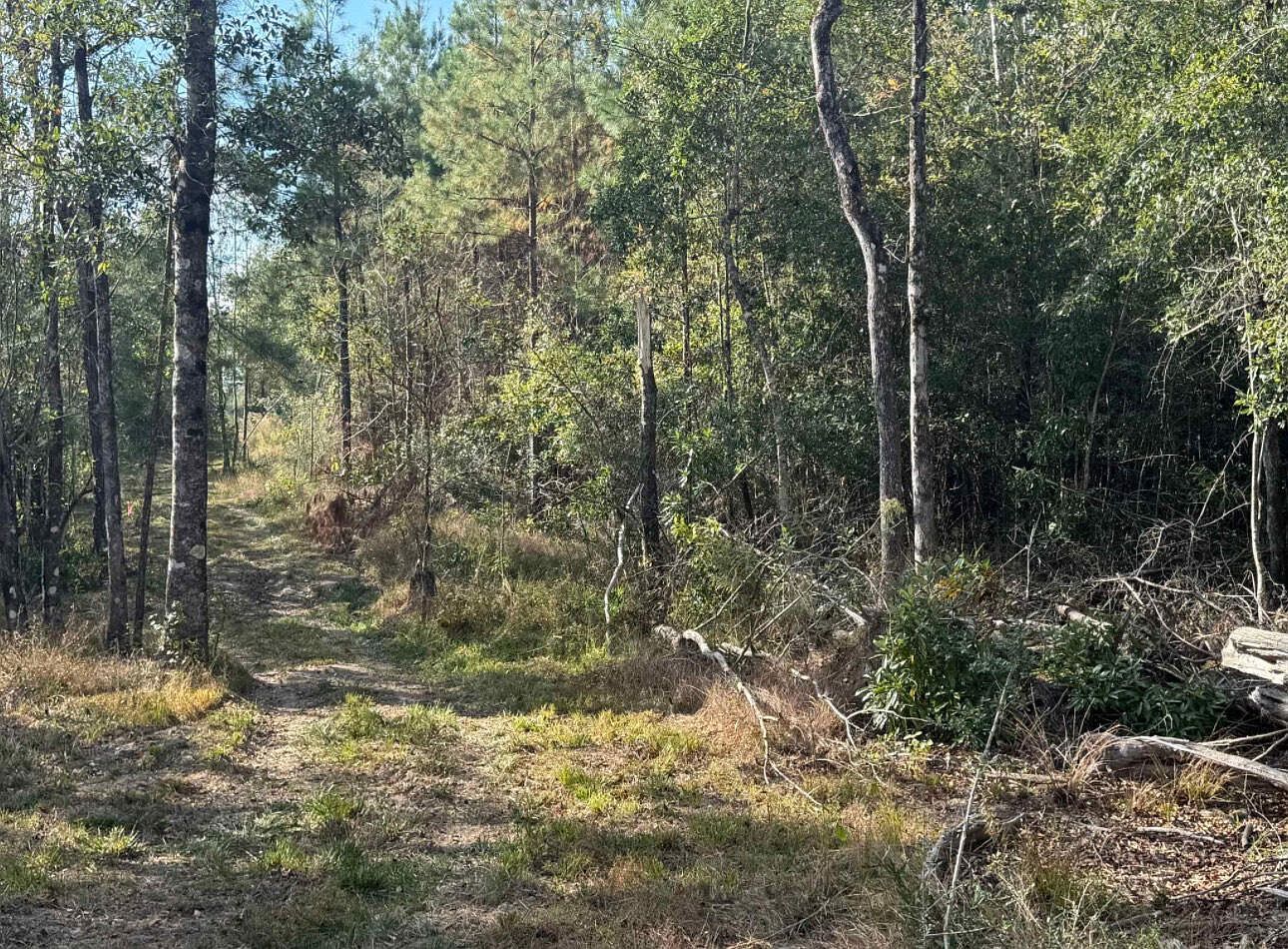 0 J Bailey Rd, Wiggins, MS, 39577 - Thumbnail 2