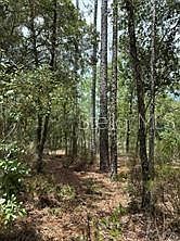 1 NE 110th Ave, Williston, FL, 32696  | Land/Lot