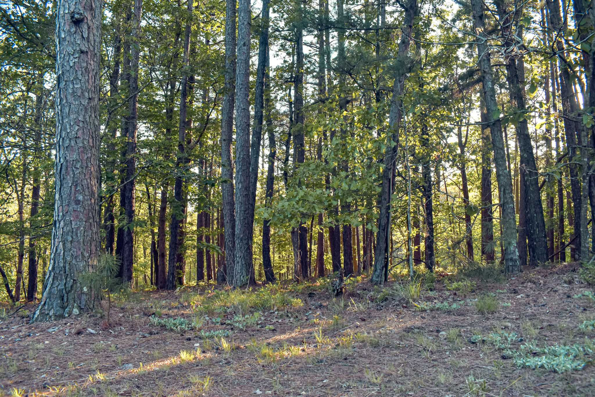 24229 Flint Ridge Drive, Kansas, OK, 74347 - Thumbnail 3