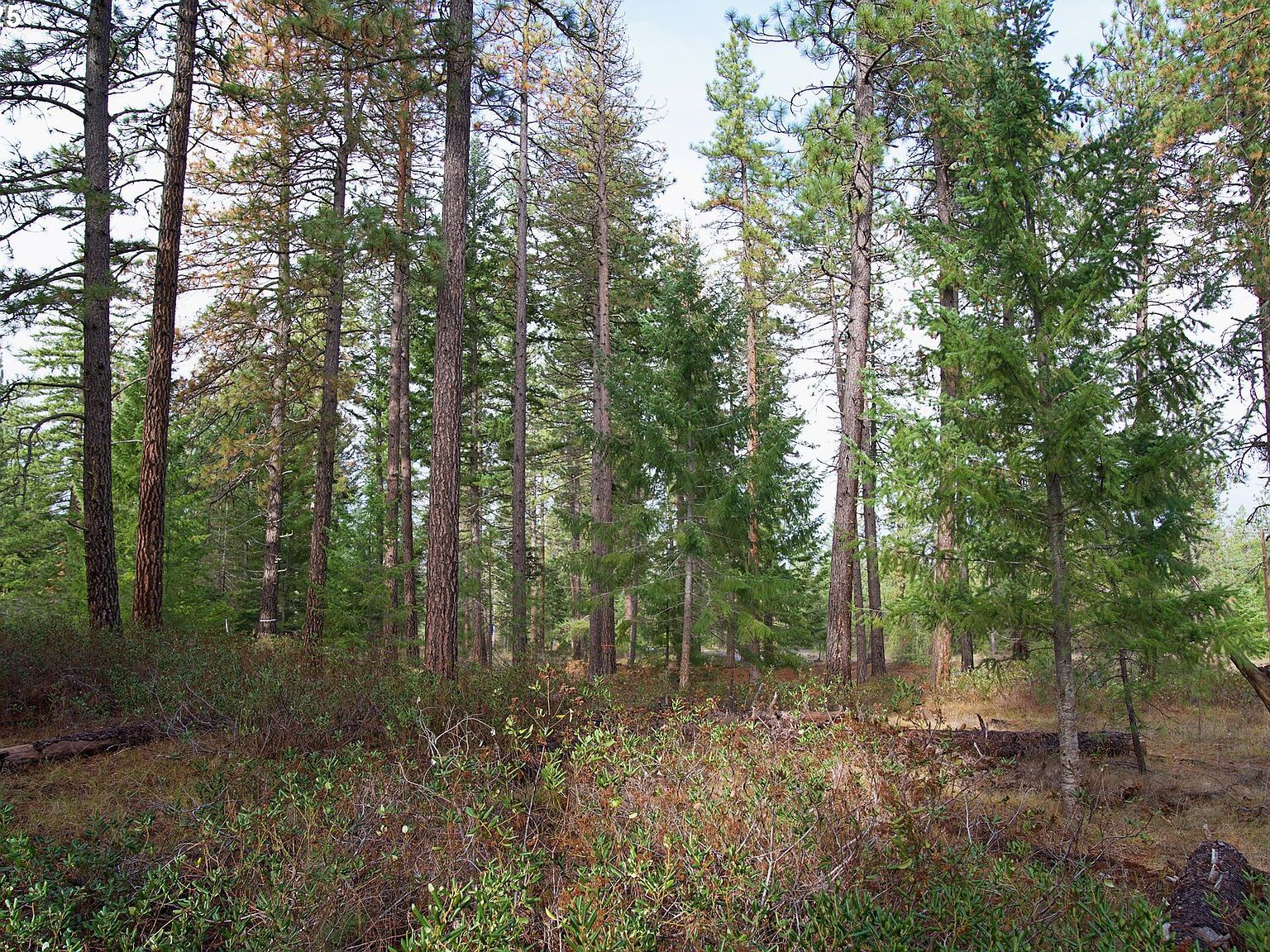 Lonesome Pines Dr #4 Trout Lake, WA 98650 - Thumbnail 2