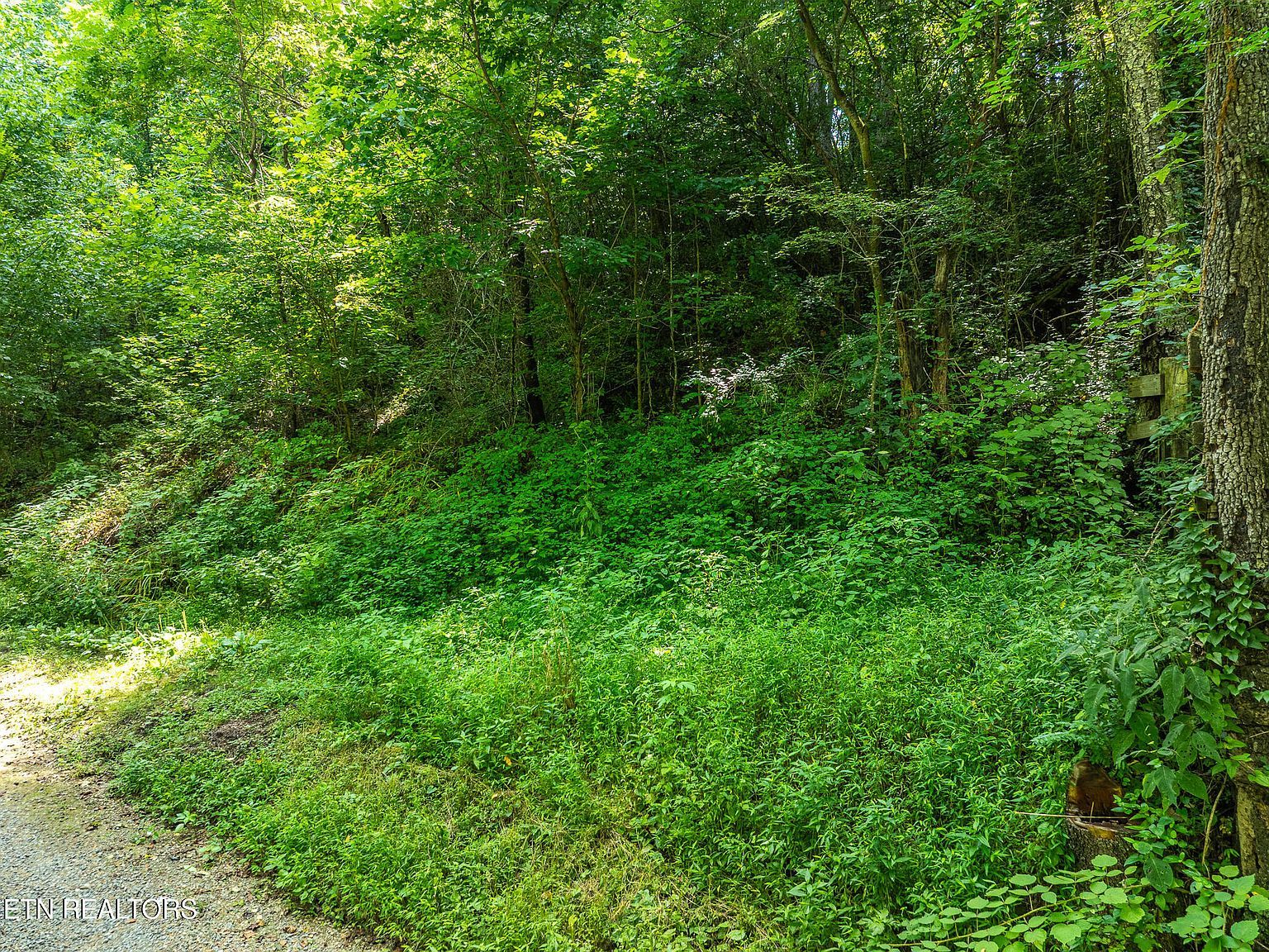 174 Old Ivey Hollow Rd La Follette, TN 37766 - Thumbnail 2