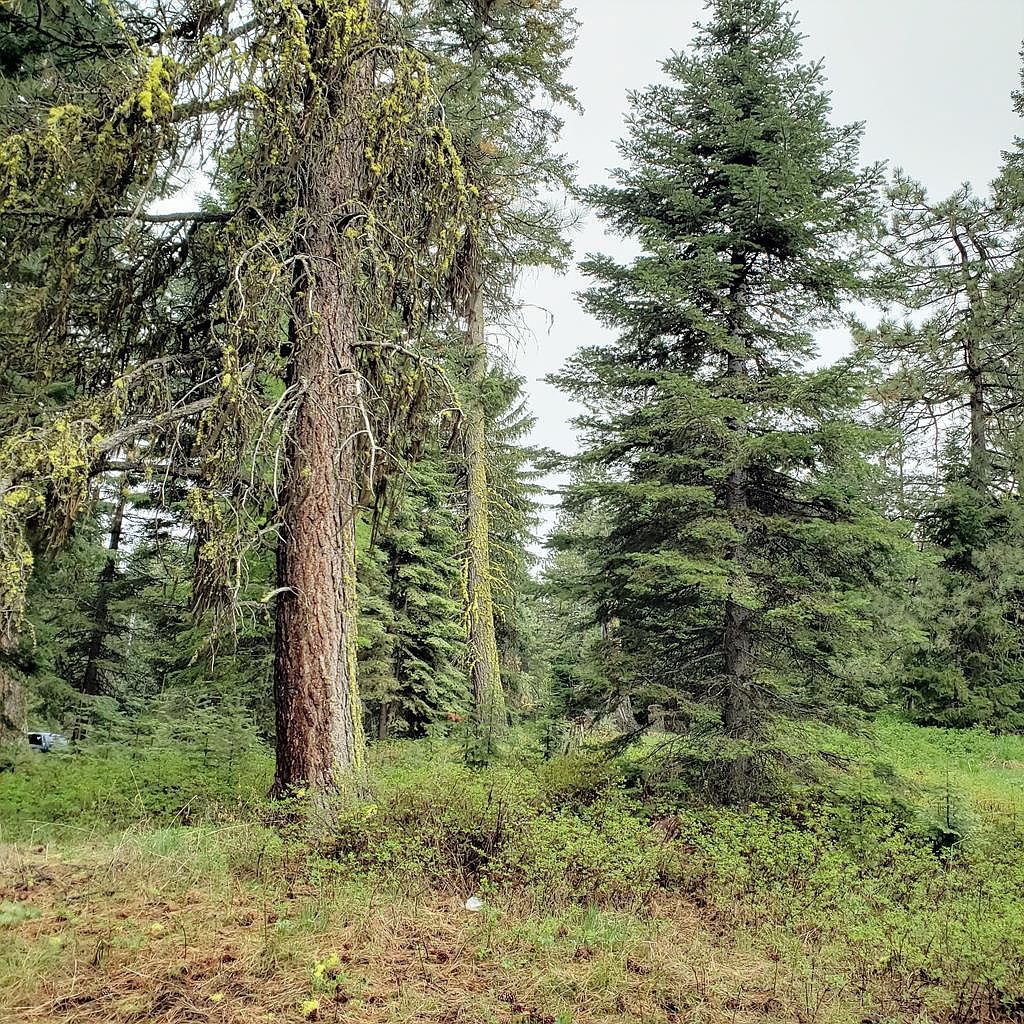 20 Andy Ln Donnelly, ID 83615 - Thumbnail 2