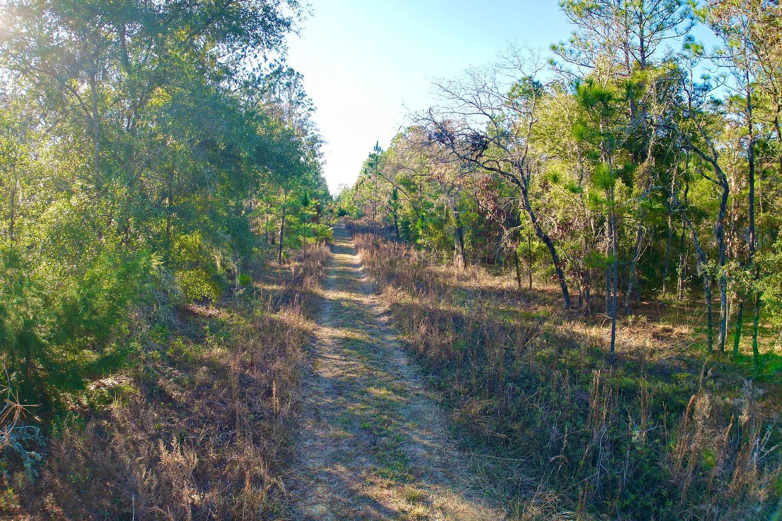 NE 16th Ln Williston, FL 32696 - Thumbnail 2