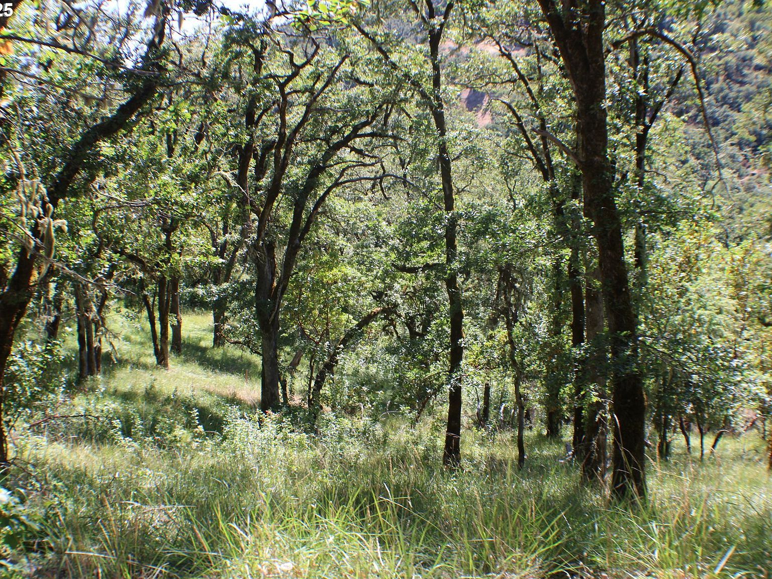 345 Sierra Dr Roseburg, OR 97471 - Thumbnail 2