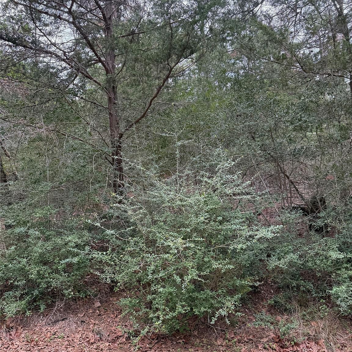 1428 Keaau Ct Bastrop, TX 78602, 78602