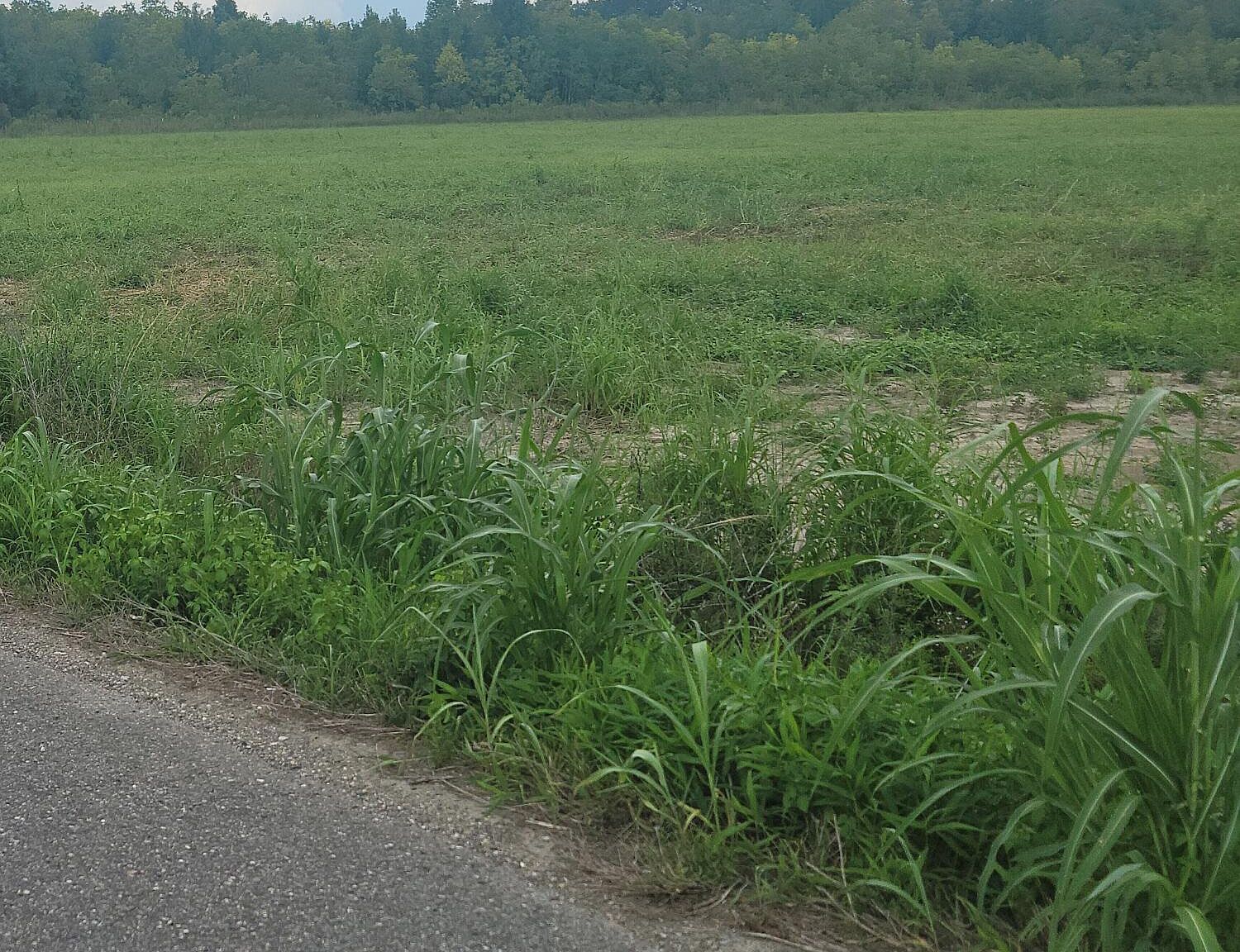 TBD La-10 Opelousas, LA 70570 - Thumbnail 2