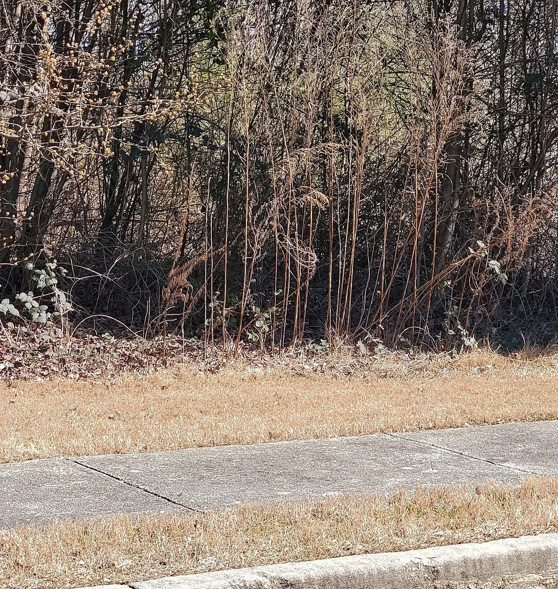 3452 Tiffany Cove Dr Loganville, GA 30052 - Thumbnail 2