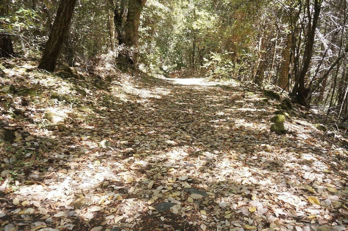 4271 State Highway 299 Burnt Ranch, CA 95527  | Land/Lot