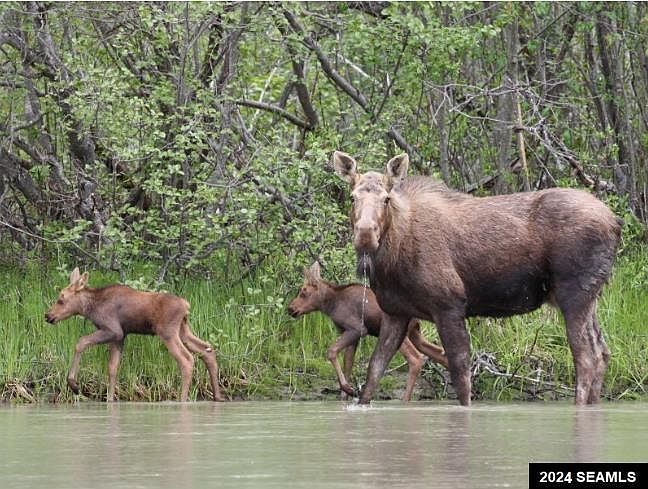 17 Excursion Inlt LOT B Haines, AK 99827  | Land/Lot