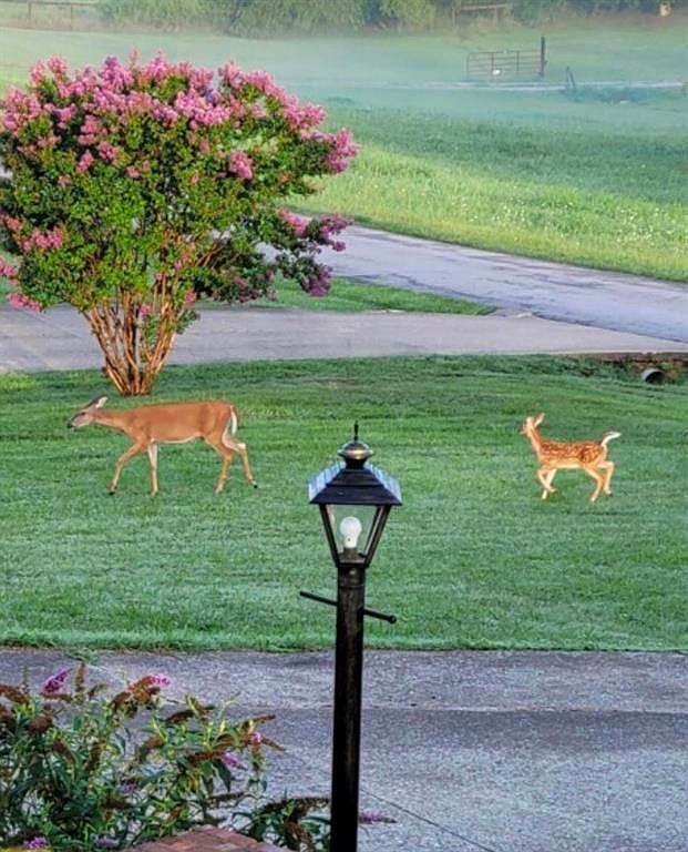 246 Valley View Dr Morgantown, KY 42261  | Single Family