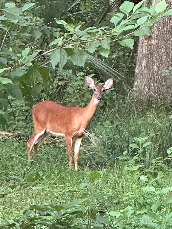 6177 County Road 625 Bushnell, FL 33513  | Land/Lot