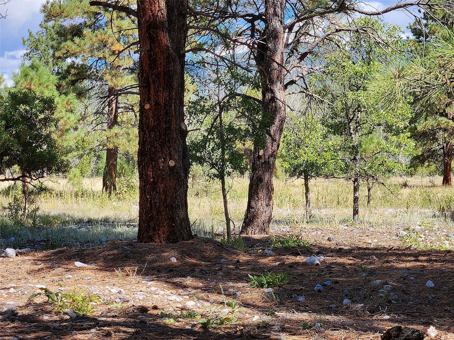 State Road 512 Chama, NM 87520  | Land/Lot