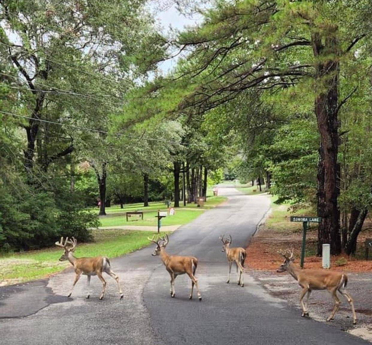 61 & 62 Holly Trl E Hawkins, TX 75765  | Land/Lot