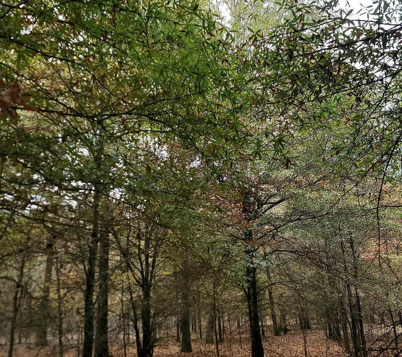 6202 S Texas State Hwy #37 Clarksville, TX 75426 - Thumbnail 3