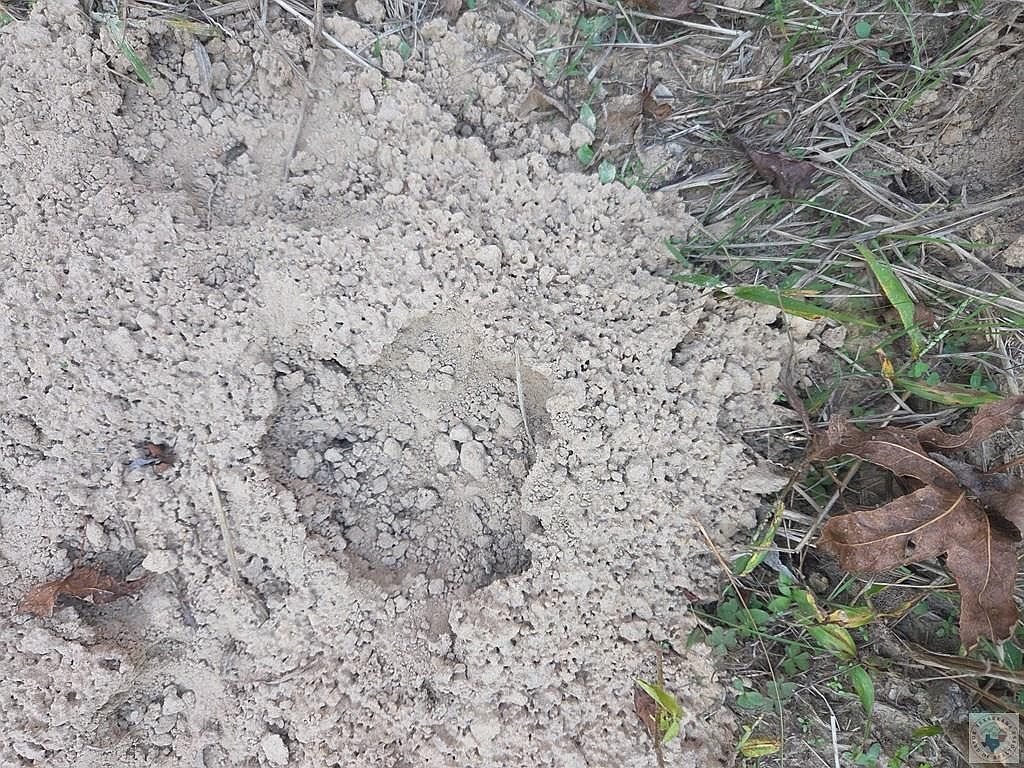 55ACRE S County Road 3117 Clarksville, TX 75426 - Thumbnail 3