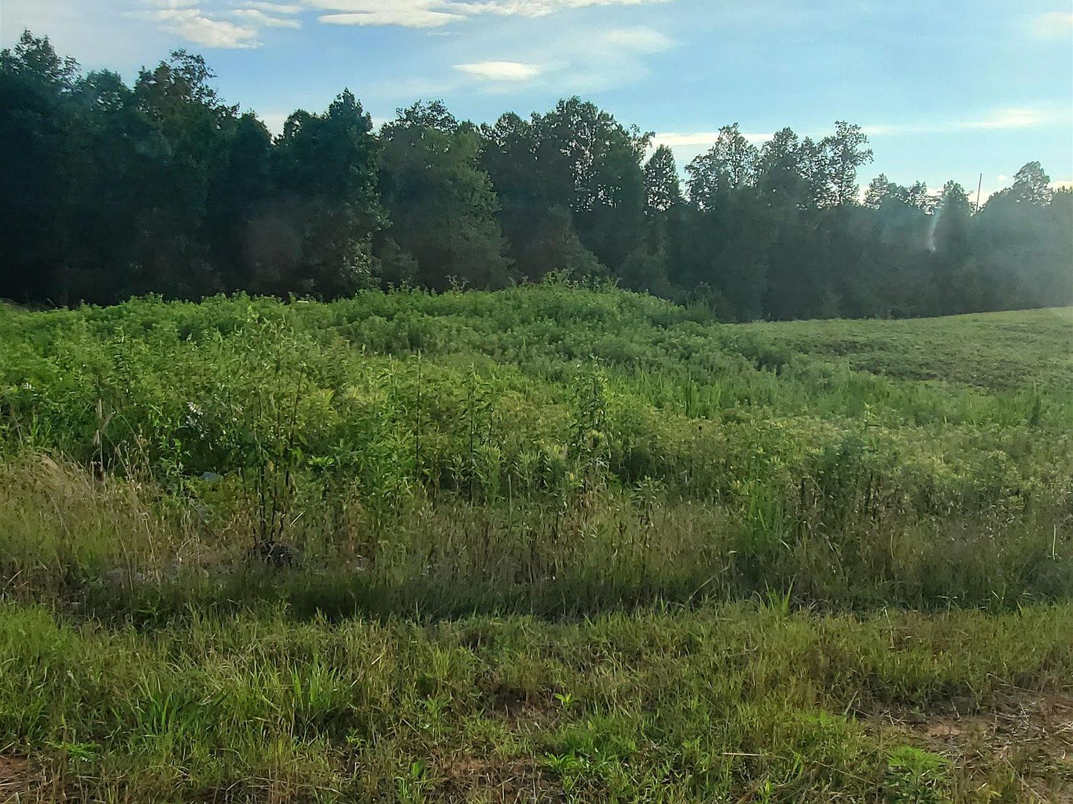 LOT 7 County Road 373 Crane Hill, AL 35053 - Thumbnail 3