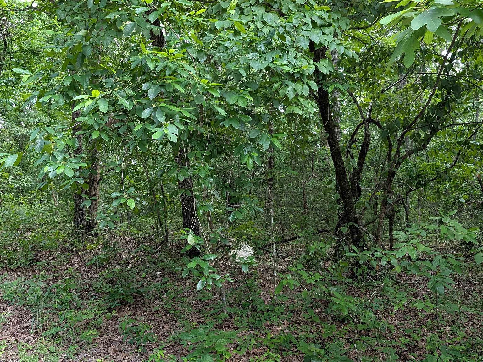 201 Cinderella St Horseshoe Bend, AR 72512 - Thumbnail 3