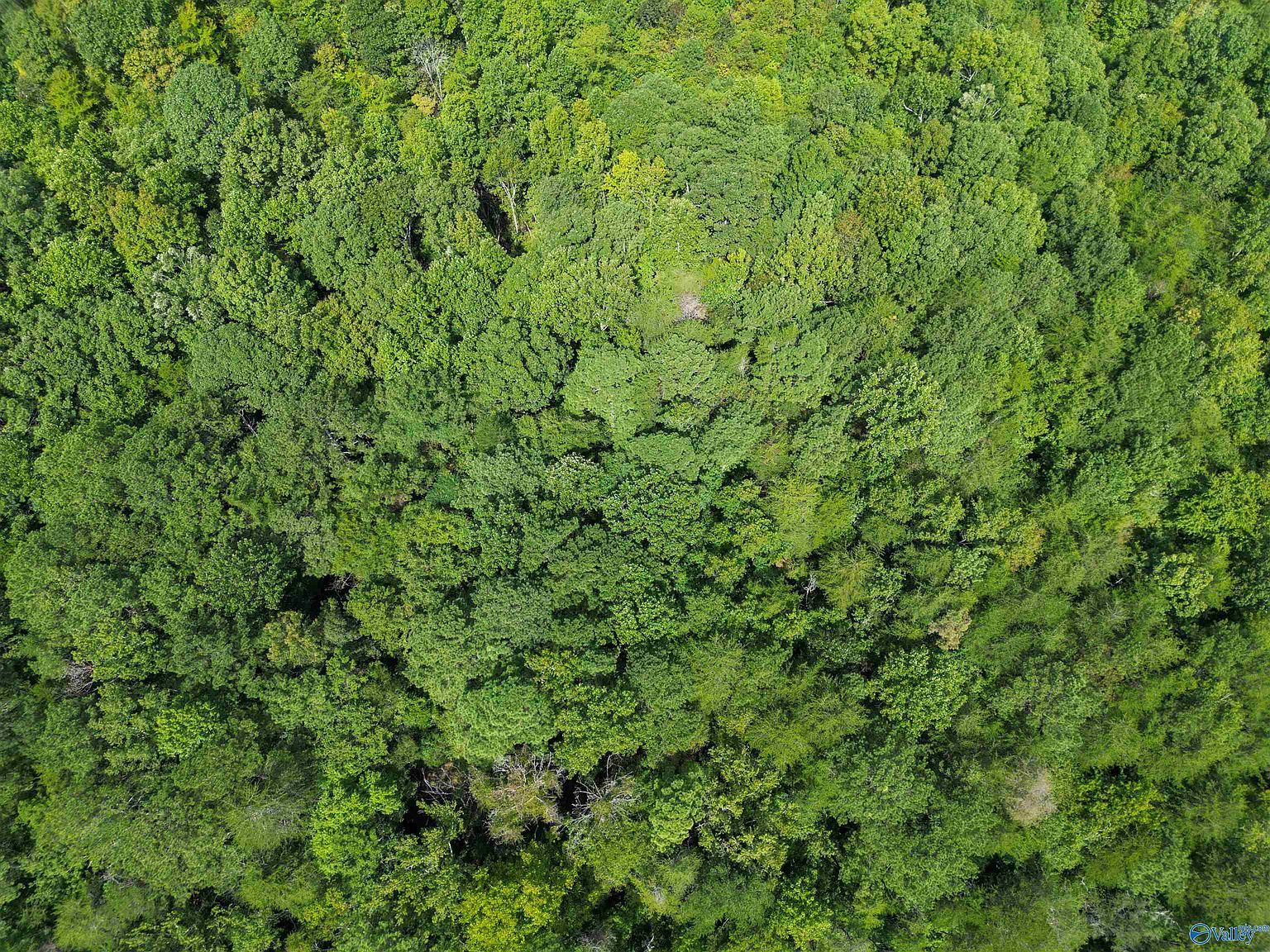 County Road 611, Valley Head, AL, 35989 - Thumbnail 3