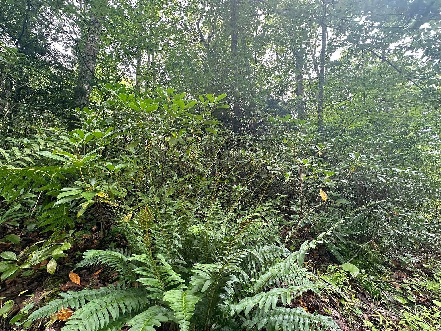 132 Dogwood Ln Terra Alta, WV 26764 - Thumbnail 3