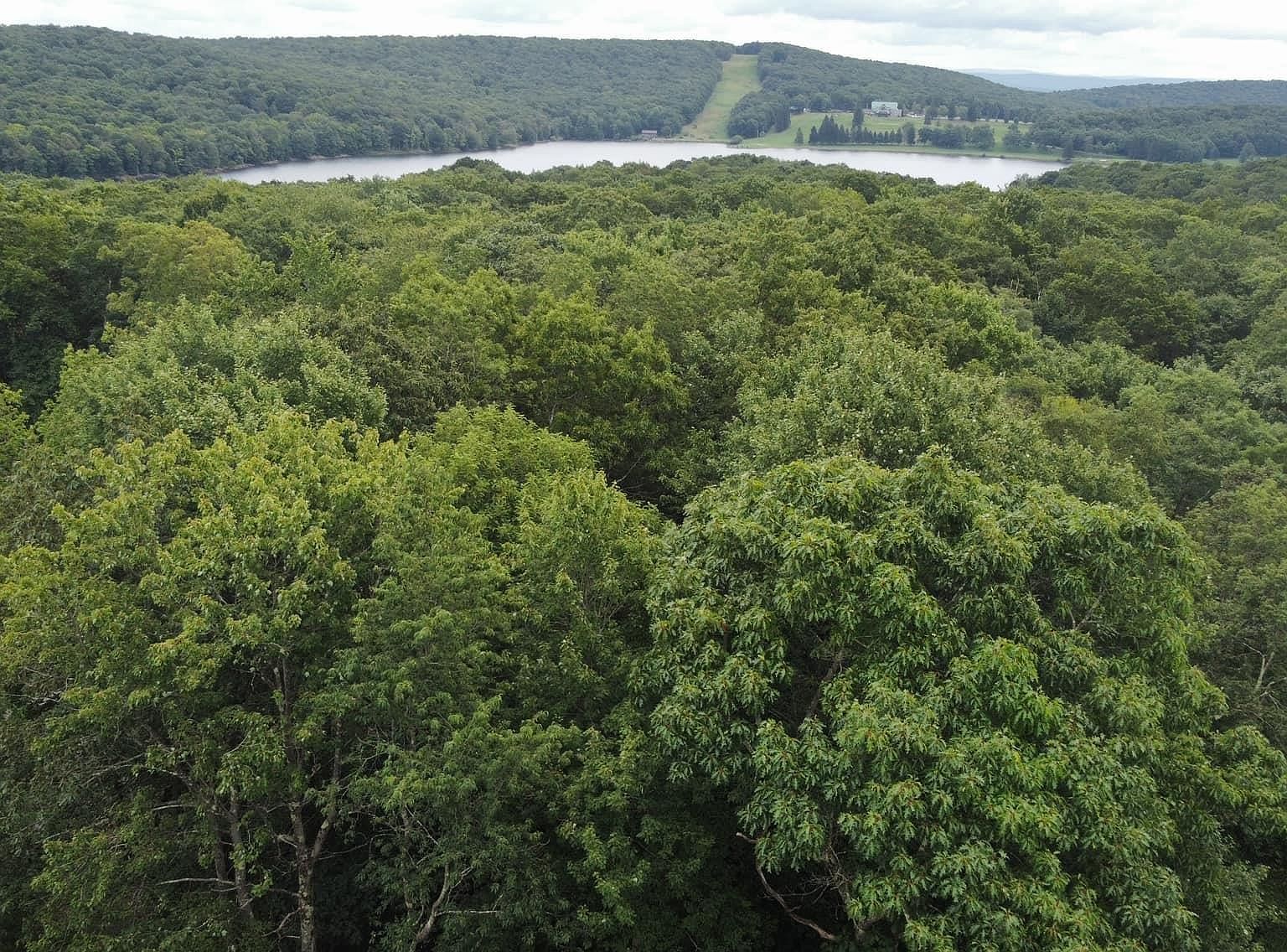 142 Dogwood Ln Terra Alta, WV 26764 - Thumbnail 3