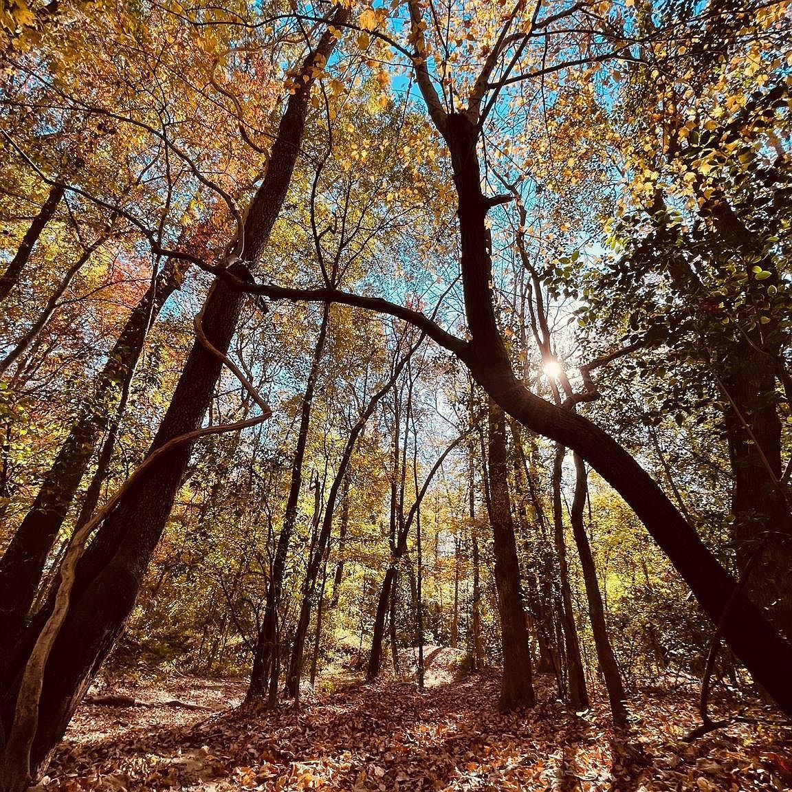 0 Smyrna Church Rd Pageland, SC 29728 - Thumbnail 3