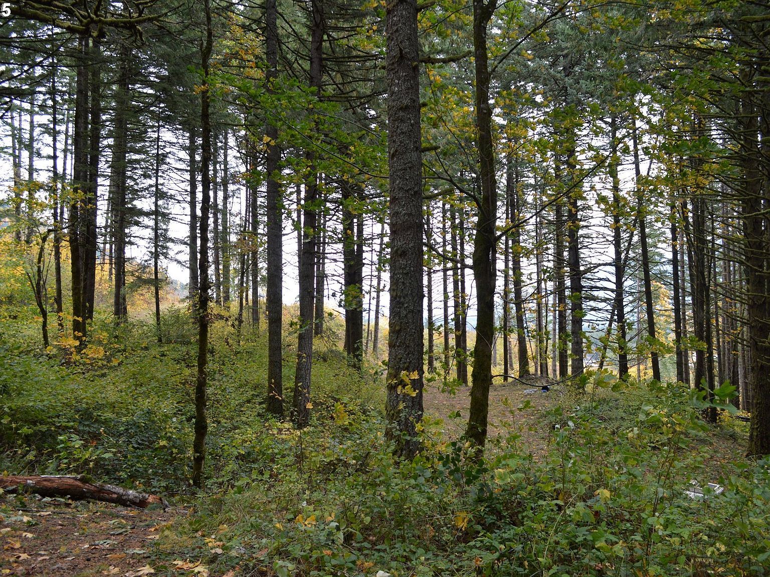 Warren Rd #3 North Bonneville, WA 98639 - Thumbnail 3