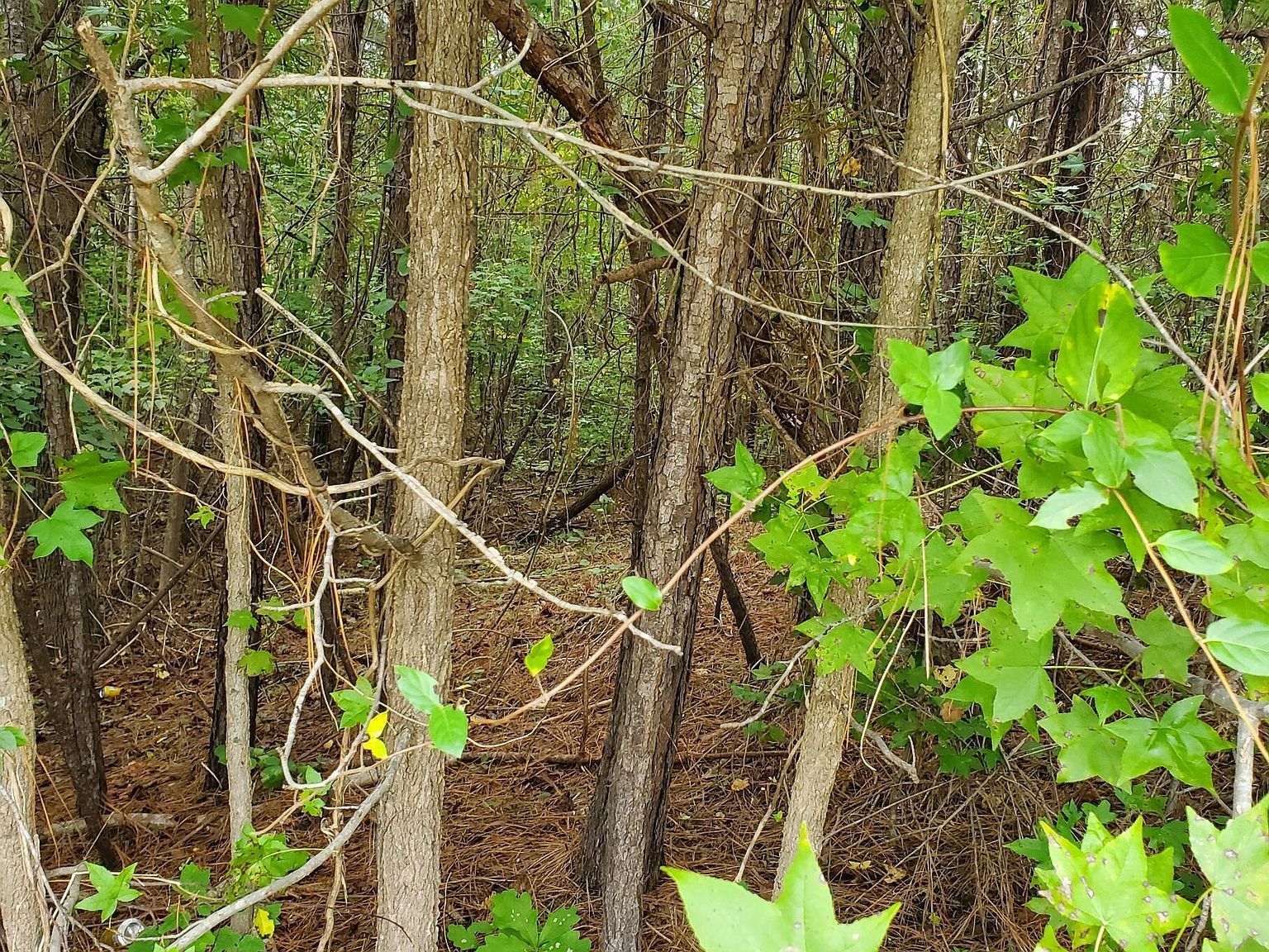 774 Golfers Vw #606 Pittsboro, NC 27312 - Thumbnail 3